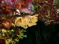 Bryozoaire Dentelle de Neptune02